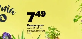 Komarzyca