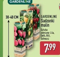 Gardenline Sadzonki malin