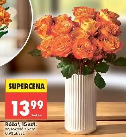 Róża, 15 szt.