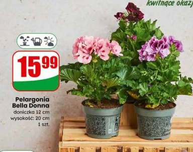 Pelargonia Bella Donna