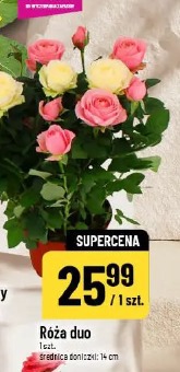 Róża duo