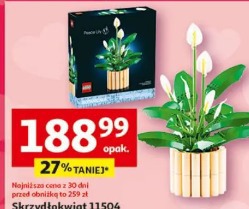 Skrzydłokwiat 11504