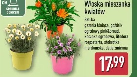 Gardenline Włoska mieszanka kwiatów