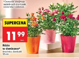 Róża w doniczce