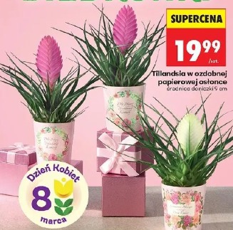 Tillandsia w ozdobnej papierowej osłonce