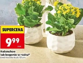 Kalanchoe lub begonia w rożku