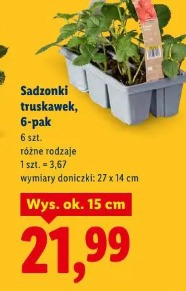 Sadzonki truskawek, 6-pak