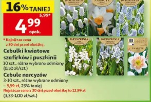 Cebulki kwiatowe szafirków i puszkinji