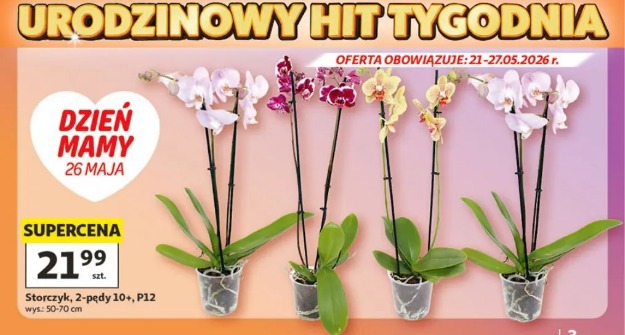 Storczyk, 2-pędy 10+, P12