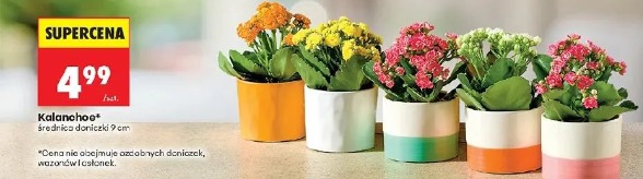 Kalanchoe