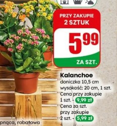 Kalanchoe
