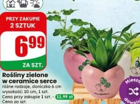 Rośliny zielone w ceramice serce