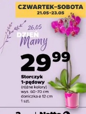 Storczyk 1-pędowy