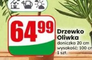 Drzewko Oliwka