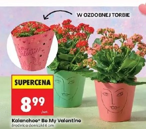 Kalanchoe Be My Valentine