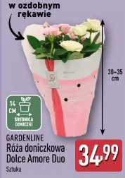 Gardenline Róża doniczkowa Dolce Amore Duo
