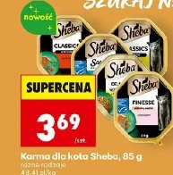 Karma dla kota Sheba