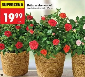 Róża w doniczce