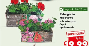 Pelargonia rabatowa lub wisząca 6-pak opakowanie