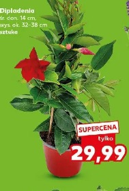 Dipladenia