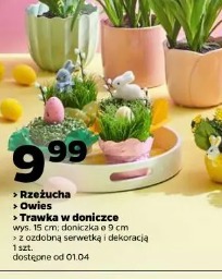 Rzeżucha, Owies, Trawka w doniczce
