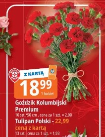 Goździk Kolumbijski Premium