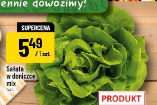 Sałata w doniczce mix