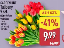 Gardenline Tulipany 9 szt.