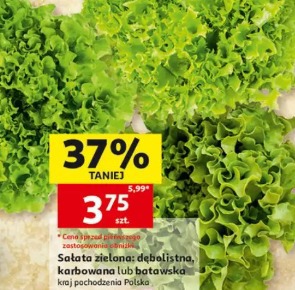 Sałata zielona; dębolistna, karbowana lub batawska