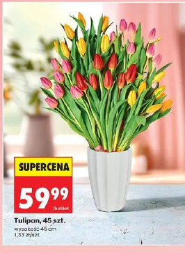 Tulipan