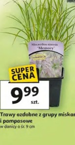 Trawy ozdobne z grupy miskant i pampasowe