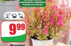 Wrzosiec Gracilis