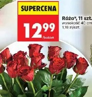 Róża 11 szt.
