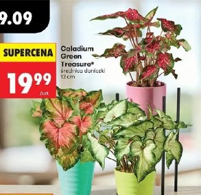 Caladium Green Treasure
