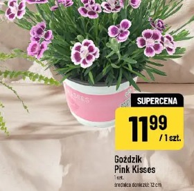Goździk Pink Kisses