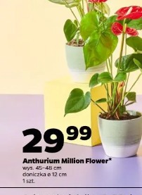 Anthurium Million Flower