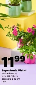 Supertunia Vista