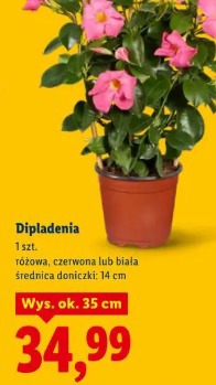 Dipladenia