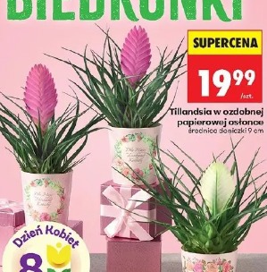 Tillandsia w ozdobnej papierowej osłonce