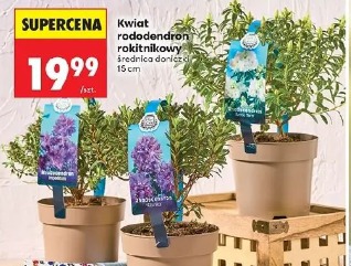 Kwiat rododendron rokitnikowy