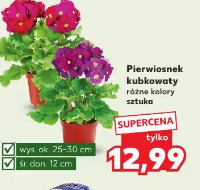 Pierwiosnek kubkowaty różne kolory