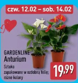 Gardenline Anturium