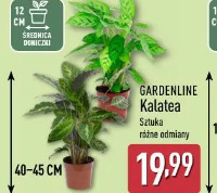 Gardenline Kalatea