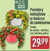 Pomidory koktajlowe w doniczce do zawieszenia