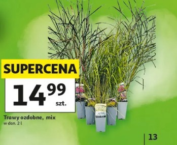 Trawy ozdobne, mix