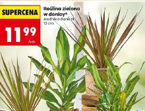 Roślina zielona w donicy