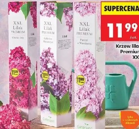 Krzew lilak Premium XXL