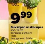 Bukszpan w skorupce