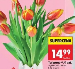 Tulipany