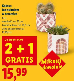 Kaktus lub sukulent w ceramice